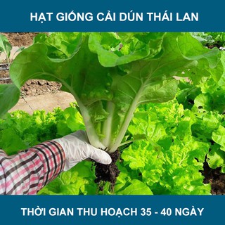 Hạt giống cải Dún Thái Lan
