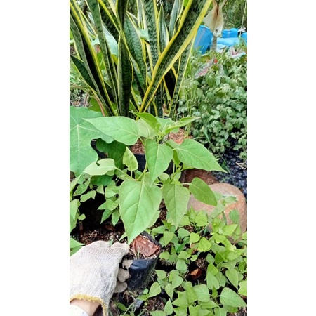 Cây  hoa yên chi .. HẠT GIỐNG HOA YÊN CHI