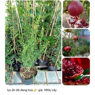 Cây giống Lựu đỏ Ấn Độ ĐANG RA HOA( ). [ Trồng chậu được, cây đẹp, sinh trưởng tốt ].