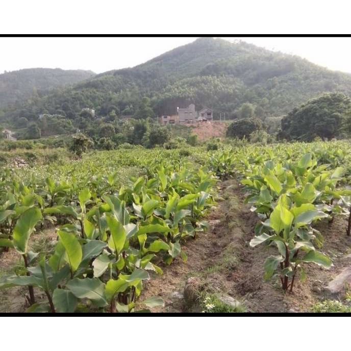 Đặc sản miến dong Bình Liêu, OCOP Quảng Ninh, 100% nguyên chất từ củ Dong riềng | BigBuy360 - bigbuy360.vn