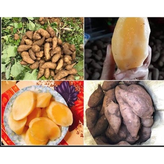 COMBO 2KG CỦ SÂM ĐẤT NGON NGỌT