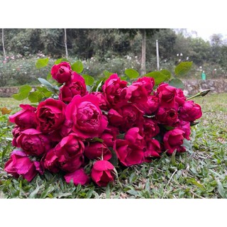 NƯỚC CẤT HOA HỒNG KAROSE BLACK FRIDAY