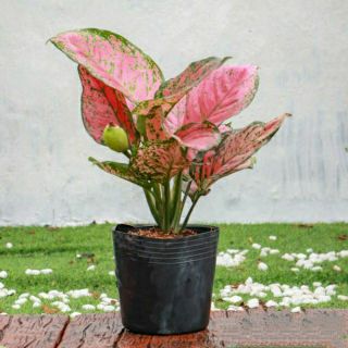 Vạn Lộc ( bụi lớn )