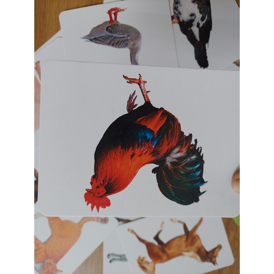 Thẻ học thông minh kích thước lớn 12x16cm chủ đề động vật nuôi -  Flashcard TGXQ Glenn doman chuẩn