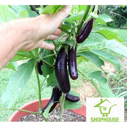 Shophouse 50 hạt giống cà tím dài  SHOP HOUSE  TẾT KHUYẾN MẠI