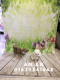 Phong nền 3d chụp hình