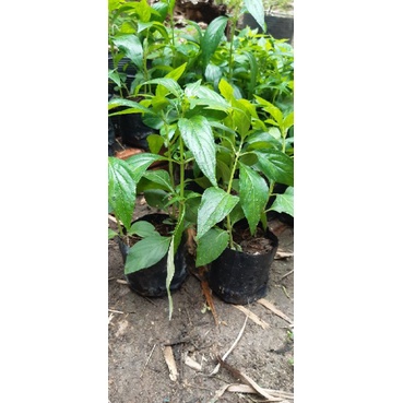 2 bầu cây giống xuyên tâm liên /gói 100 hạt giống
