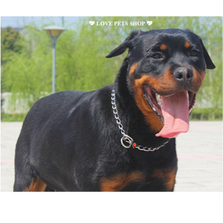 BỘ DÂY DẮT KÈM VÒNG CỔ CHO CHÓ MÈO BẰNG THÉP KHÔNG GỈ TAOTAOPETS - LOVE PETS SHOP