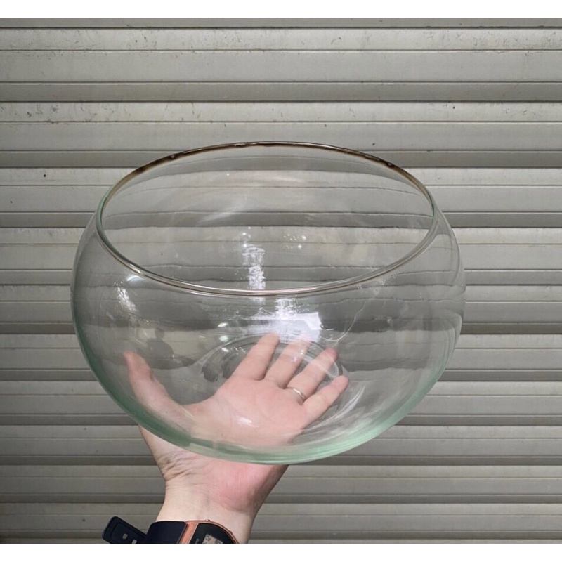Bể Cá Tròn Phù Hợp Nuôi Cá Văn Phòng, Bàn Làm Việc | Hồ Tròn Setup Terrarium