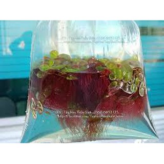 combox5 Bèo rễ đỏ