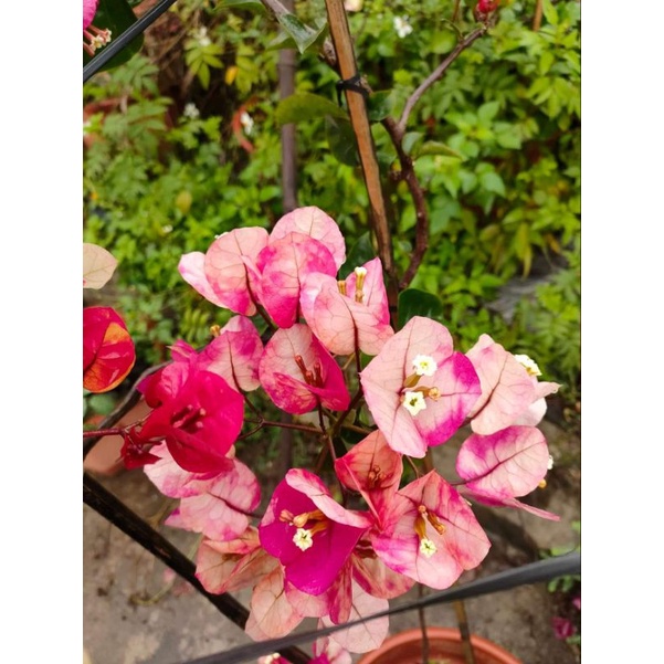 Hoa Giấy Đổi Màu ( Cây giống)