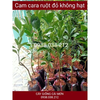 CÂY CAM CARA RUỘT ĐỎ KHÔNG HẠT ( CAM NGỌT , RUỘT MÀU ĐỎ ĐẸP MẮT )