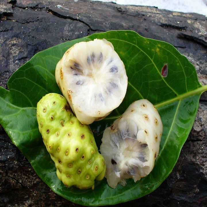 DẦU TRÁI NHÀU  1lít