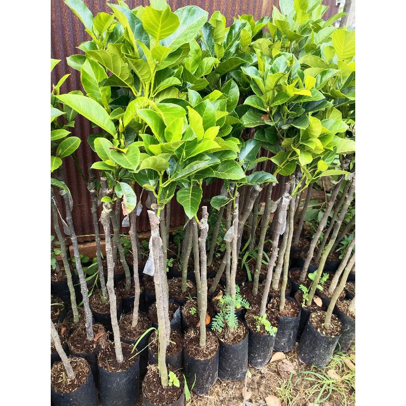 Mít Ruột Đỏ Indo 35K/......