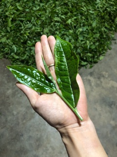 Trà Cổ Thụ Shan Tuyết