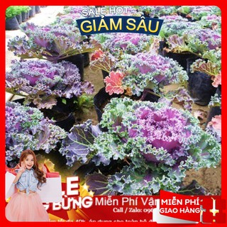 Hạt Giống Hoa Bắp Cải - 20 Hạt / Gói
