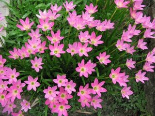Củ huệ mưa