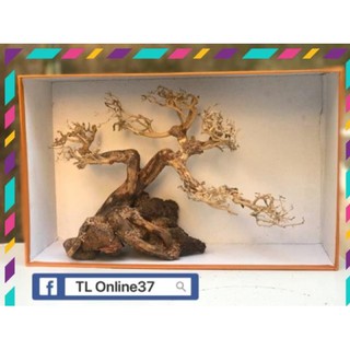 [ Rẻ ] Bonsai mini bể cá để bàn D28xC19