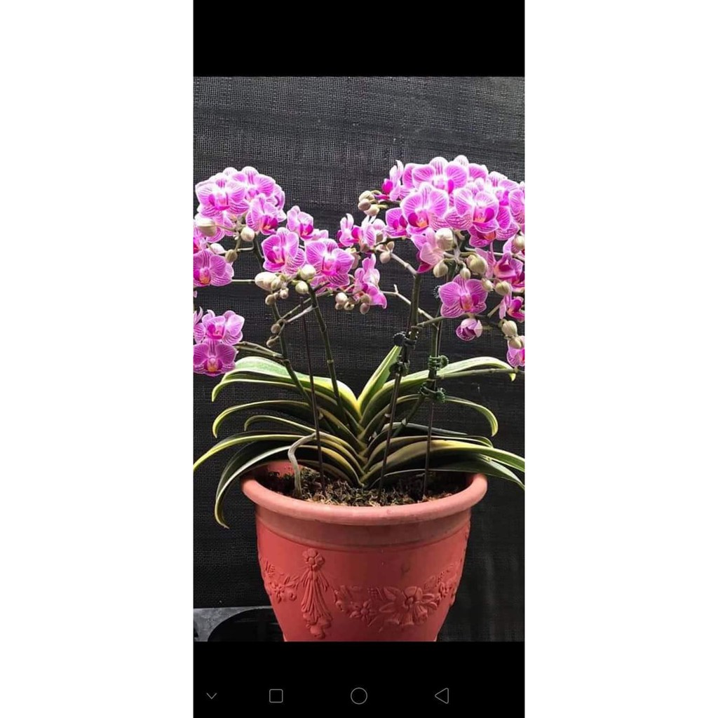 Lan Hồ Điệp Lá Biên đang Ngồng Hoa
