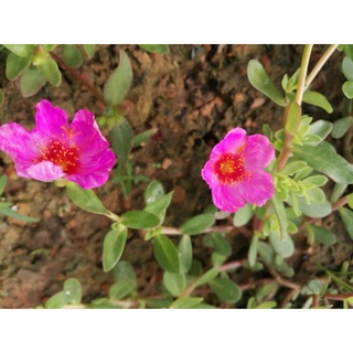 3 cành sam đơn tím huế