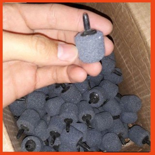 QUẢ SỦI TRÒN MỊN- QUẢ SỦI OXI