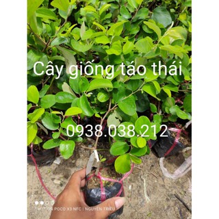 Cây Giống Táo Thái.