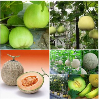 Combo 2 gói hạt giống dưa  ( dưa lưới + dưa lê siêu ngọt)