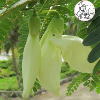 Hạt bông SO ĐŨA trắng - Gói 2 gram