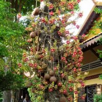 Cây sala(tha la, ngọc kỳ lân) cao từ 50-100cm.