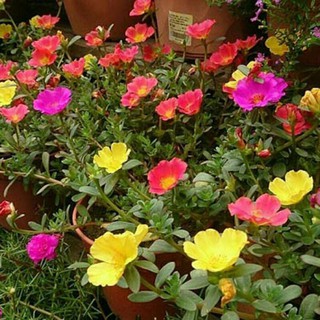 Hoa mười giờ mix màu