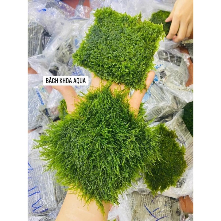 Rêu thủy sinh - Mini Spinky lá nước (10X10CM)