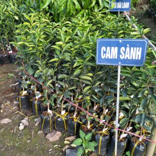 Cây cam sành giống