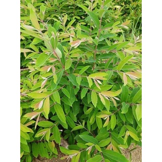 1kg Cây thành ngạnh(cây ngọn đỏ)