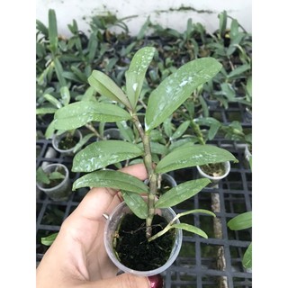 Phi Điệp Gieo Hạt (di linh, tali, phú thọ)