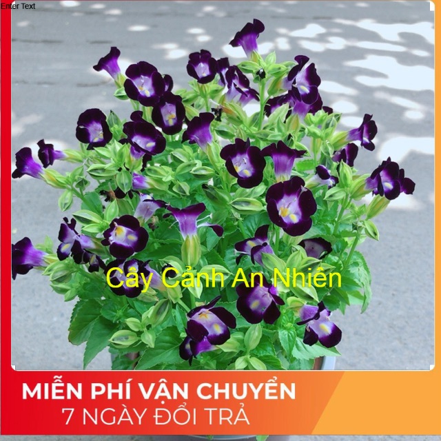 Chậu hoa ban sê