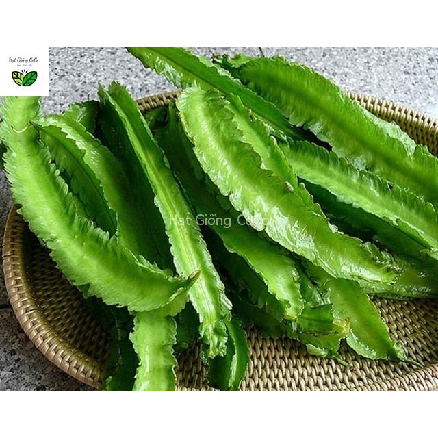 Hạt Giống Đậu Rồng  Gói 5Gr