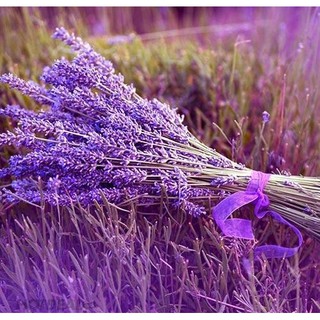 Hạt Giống Hoa Oải Hương - Lavender