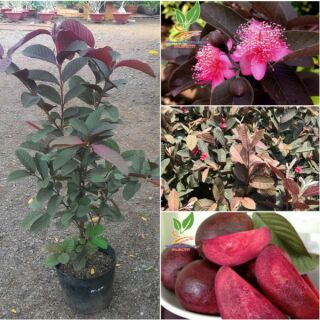 Cây ổi tím Malaysia cây đẹp