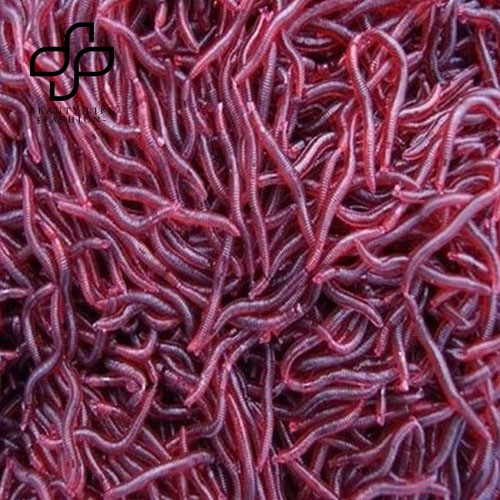 Bộ 50 Mồi Câu Cá Hình Giun Đỏ Nhân Tạo