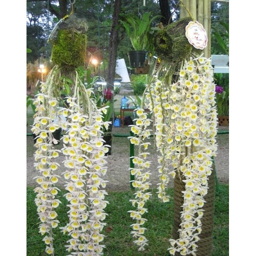 1 bó lan long tu lào rừng tây bắc hàng thuần siêu to, hoa siêu đẹp