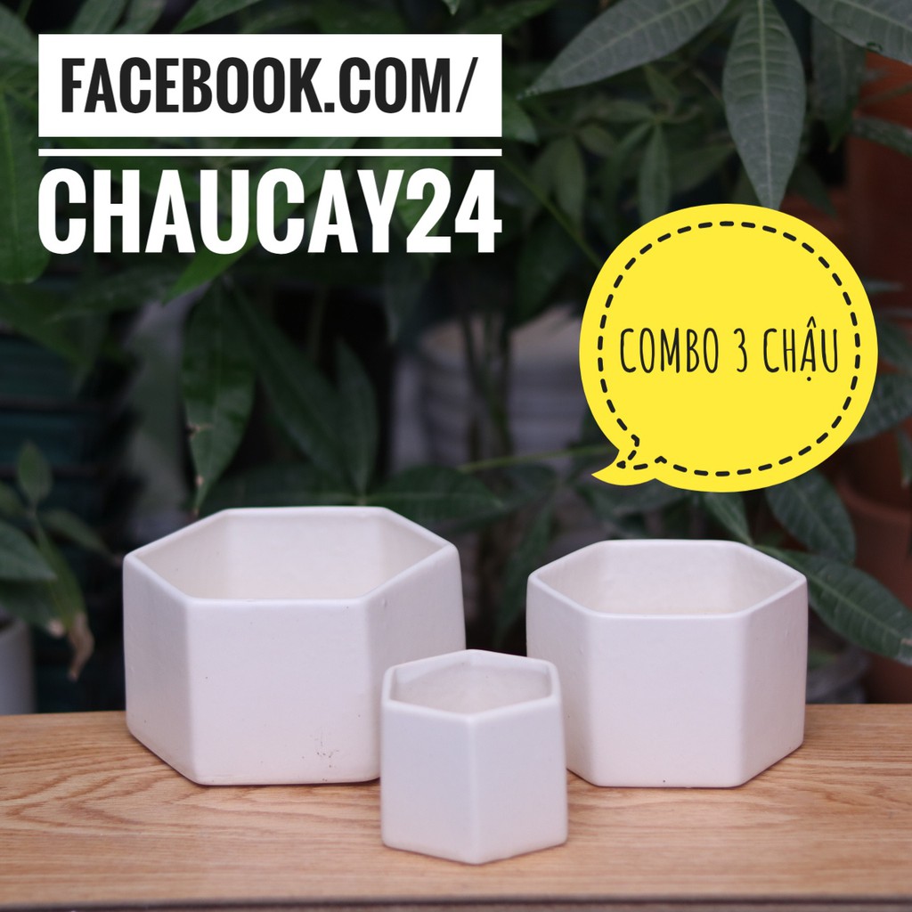 Chậu Trồng Cây Cảnh Để Bàn, Cây hoa kiểng, Cây bonsai, Sen Đá, Xương Rồng Hình Lục Giác