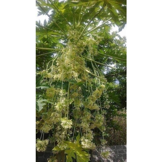 Hạt giống đu đủ đực siêu hoa 15 hạt