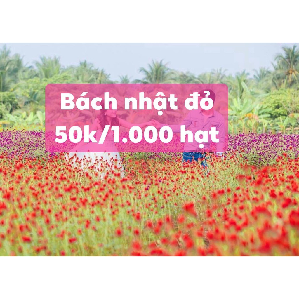 200 hạt cúc bách nhật mix màu, đỏ, tím, hồng ( cúc nút áo )