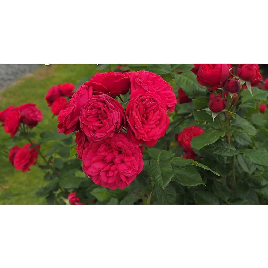 Hoa Hồng ngoại  Red Piano màu đỏ thẫm đầy ma mị cuốn hút-HoaNgoạiMêLinh