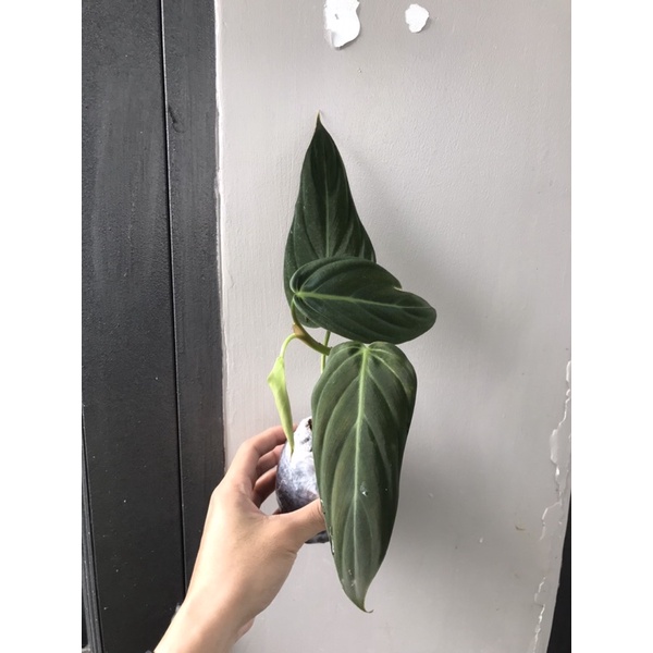 Trầu bà philodendron gigas-hỏa tốc giao hàng tại HCM