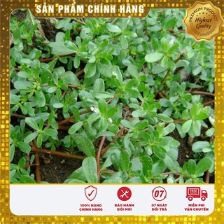 Hạt giống rau sam -sâm đất LUCKY SEEDS