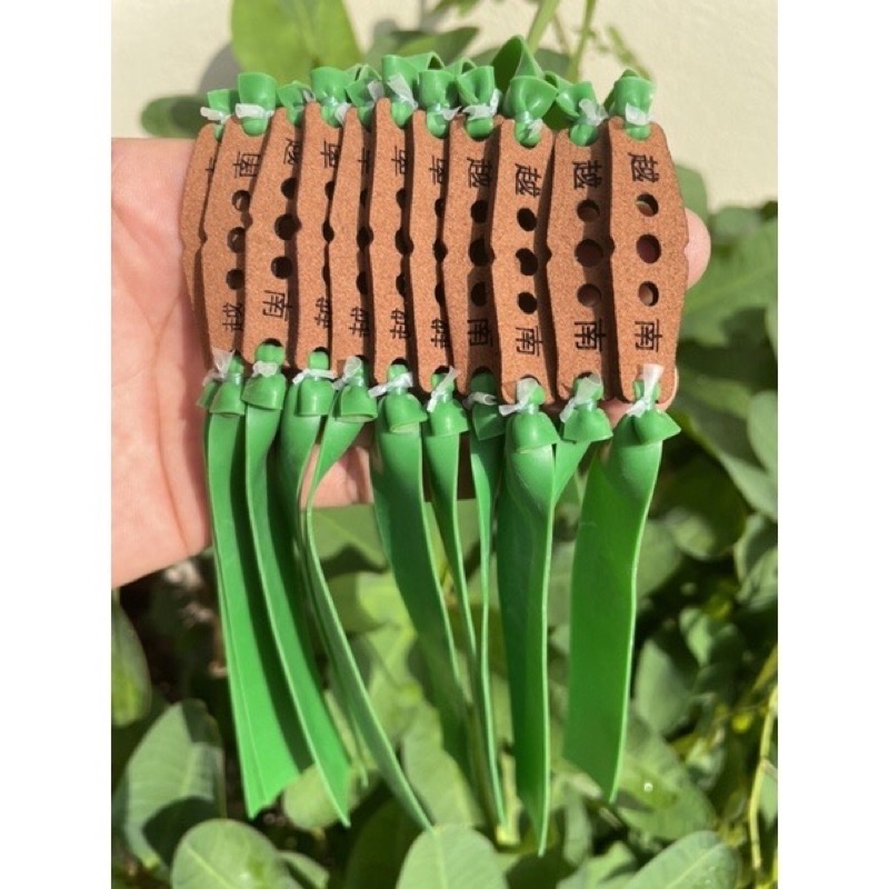 Dây quỷ xanh cột da chữ tàu size 15cm-16cm-17cm-18cm