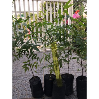 CÂY SẦU ĐÂU LÁ LÀM GỎI - CÂY CAO KHOẢNG 40-50CM Y HÌNH