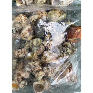 1KG VỎ ỐC MƯỢN HỒN ĐỦ SIZE