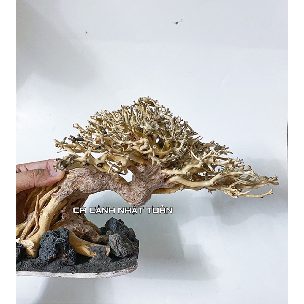 BONSAI LỦA NGANG TRANG TRÍ BỂ THỦY SINH 35X13X17CM